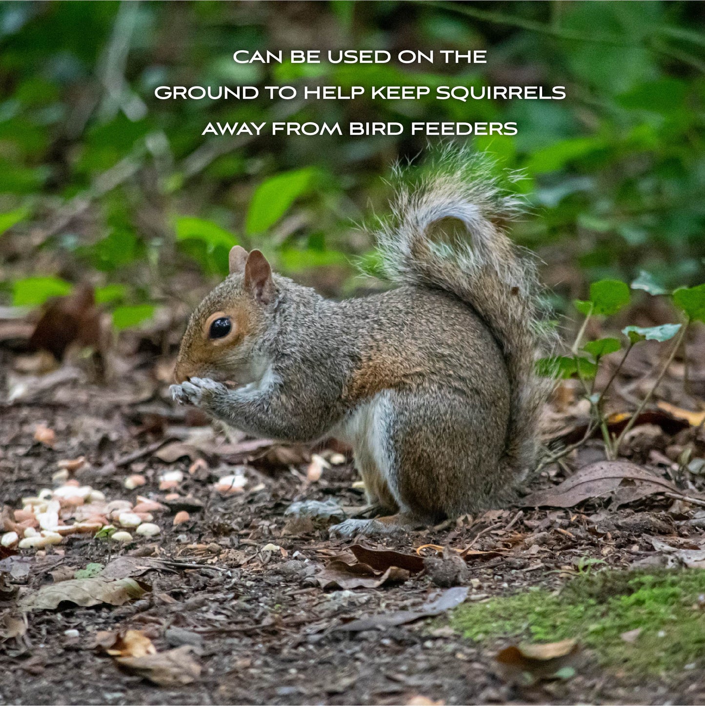 (2 Pack) Shelled Peanuts Wildlife and Wild Bird Food, 5 Lb. Bag, 1 Pack, Dry