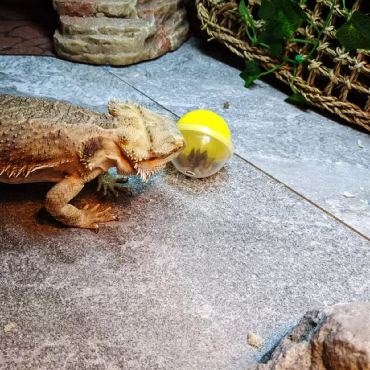 6Pcs Lizard Bearded Dragon Feeding Toys Ball Reptile Food Toys Ball Lizard Interactive Toys for Bearded Dragon, Lizard, Gecko and Small Animals
