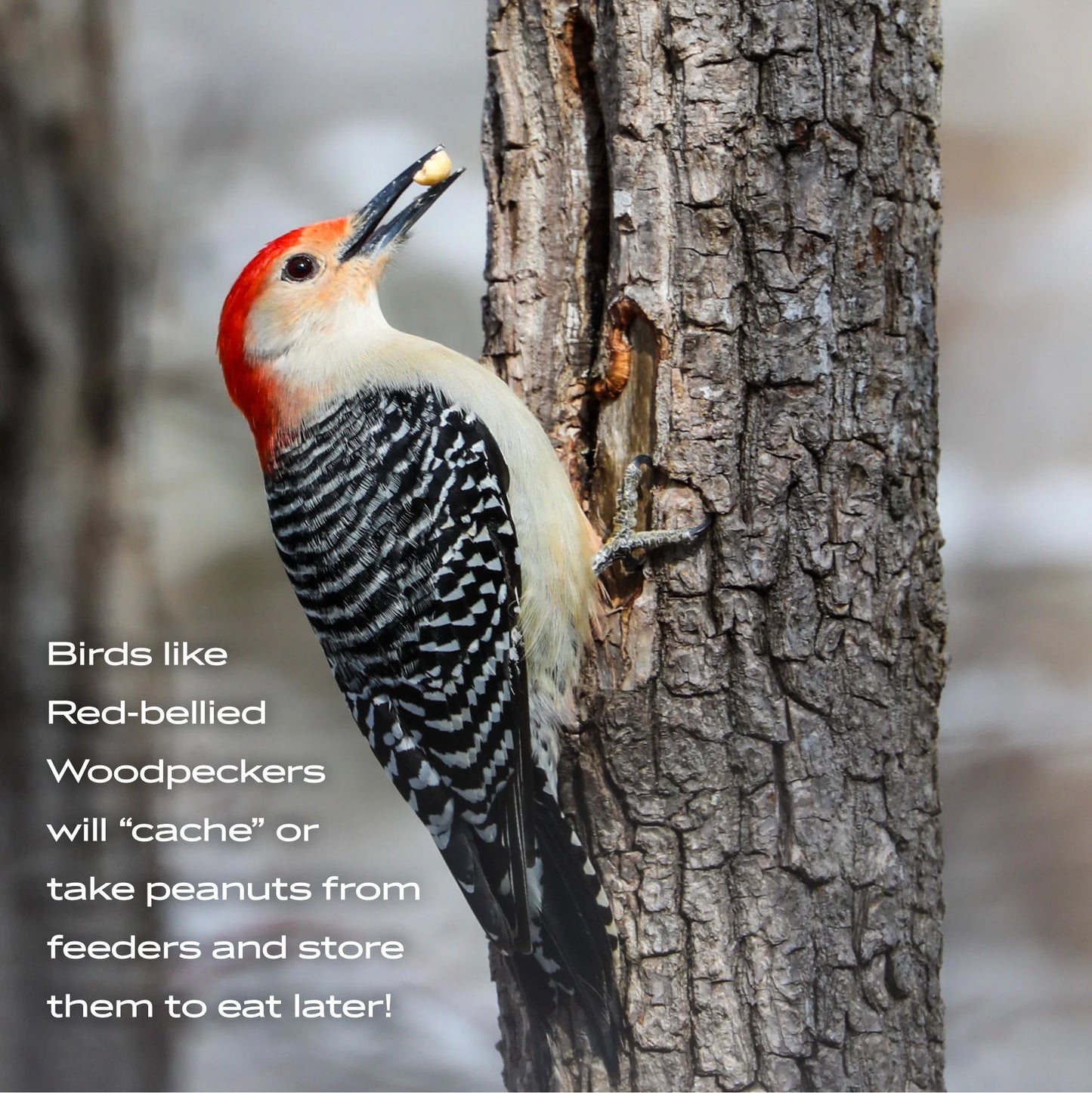 (2 Pack) Shelled Peanuts Wildlife and Wild Bird Food, 5 Lb. Bag, 1 Pack, Dry