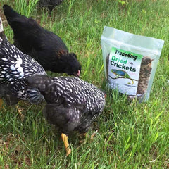 Natural Dried Crickets, Food for Bearded Dragons, Wild Birds, Chicken, Fish, & Reptiles (8 Oz Resealable Bag) Veterinary Certified