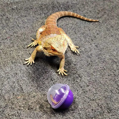 6Pcs Lizard Bearded Dragon Feeding Toys Ball Reptile Food Toys Ball Lizard Interactive Toys for Bearded Dragon, Lizard, Gecko and Small Animals