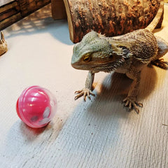 6Pcs Lizard Bearded Dragon Feeding Toys Ball Reptile Food Toys Ball Lizard Interactive Toys for Bearded Dragon, Lizard, Gecko and Small Animals