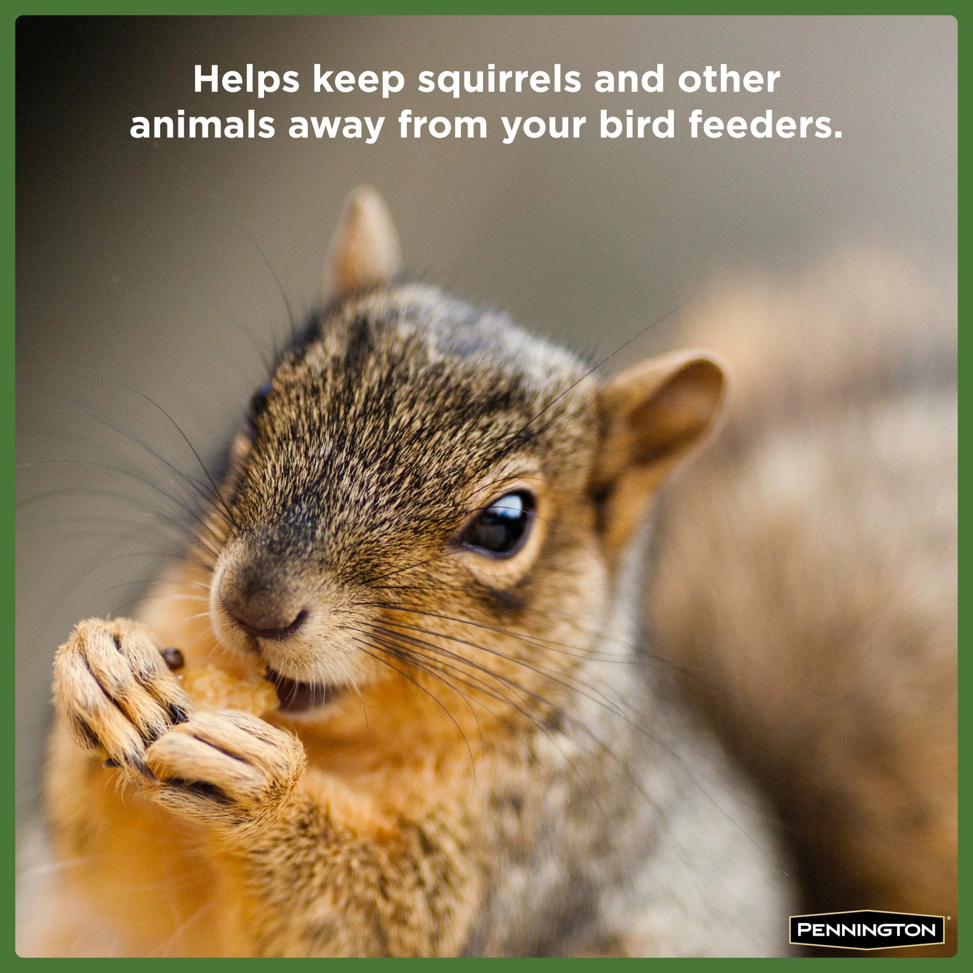 , Year-Round, Squirrel and Wildlife Food, 10 Lb. Bag, Dry, 1 Pack