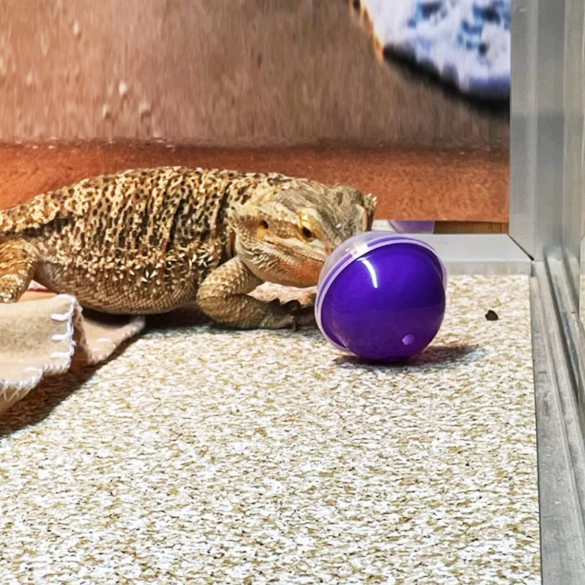 6Pcs Lizard Bearded Dragon Feeding Toys Ball Reptile Food Toys Ball Lizard Interactive Toys for Bearded Dragon, Lizard, Gecko and Small Animals