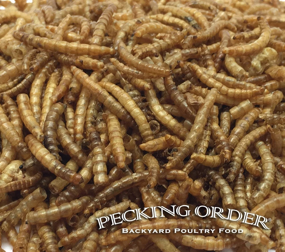 Dried Mealworms Backyard Chicken Feed & Treat, 10 Oz.
