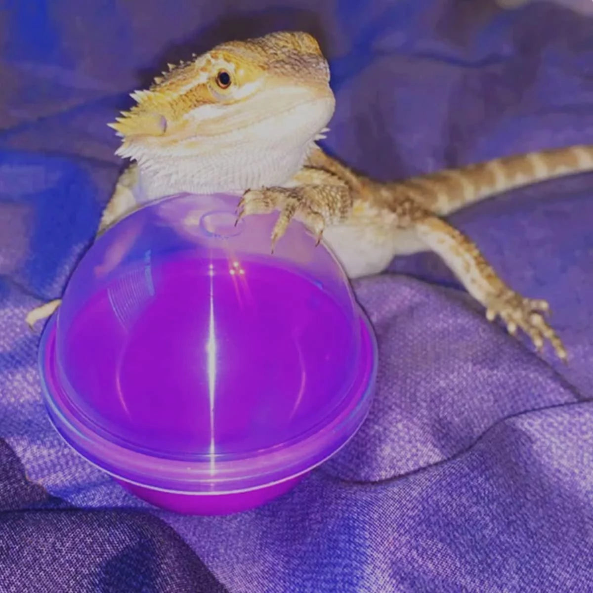 6Pcs Lizard Bearded Dragon Feeding Toys Ball Reptile Food Toys Ball Lizard Interactive Toys for Bearded Dragon, Lizard, Gecko and Small Animals