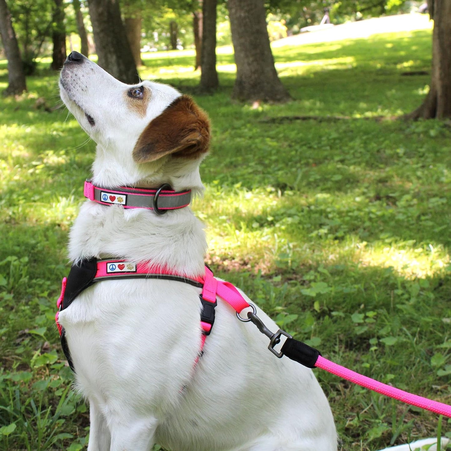 6FT Training Dog Leash Durable Small Rope Leash for Dogs Premium Quality Heavy Duty Rope Lead Strong and Comfortable - Orange Puppy Leash